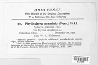 Phyllachora graminis image